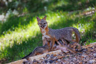 adult black_nose black_tail_tip day eating eyes_open facing_towards full_body gray_fox gray_fur image mouth_closed mouth_open multiple orange_eyes outdoors red_fur standing summer_coat sunny teeth tongue urocyon white_fur wild young // 2048x1365 // 672KB