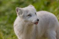 adult arctic_fox captivity day eyes_open facing_side full_body grass image licking mottled_nose mouth_open orange_eyes outdoors single standing sunny tongue vulpes white_fur white_tail_tip zoo // 6144x4096 // 2.7MB