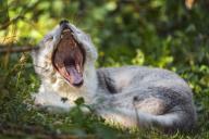 adult arctic_fox day eyes_closed image mouth_open photo single vulpes yawning // 5103x3402 // 9.6MB