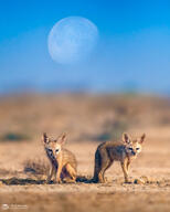 bengal_fox black_nose black_tail_tip color day desert eyes_open facing_towards image mouth_closed multiple outdoors photo standing summer_coat tan_fur vulpes wild young // 1638x2046 // 777KB