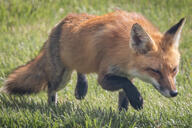 adult black_nose day eyes_open full_body image mouth_closed muzzle_mark orange_eyes red_fox red_fur single sneaking vulpes walking white_fur white_tail_tip wild // 4096x2732 // 1.5MB