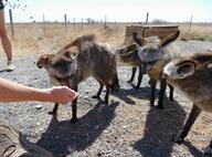 adult bat-eared_fox black_eyes black_fur black_nose black_tail_tip captivity day desert ears_back eating eyes_open facing_side facing_towards full_body gray_fur image mouth_closed multiple otocyon outdoors standing sunny zoo // 4831x3561 // 4.6MB