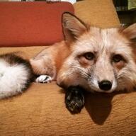 adult black_nose close_up color day eyes_open facing_towards image indoors mouth_closed muzzle_mark on_stomach orange_eyes partial_body pet photo red_fox red_fur single staring vulpes white_fur white_tail_tip winter_coat // 1080x1080 // 155KB