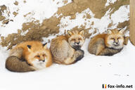 adult black_nose captivity cloudy color curled day eyes_closed eyes_open facing_side facing_towards full_body image large_muzzle_mark mouth_closed multiple muzzle_mark orange_eyes photo red_fox red_fur sleeping snow vulpes white_fur white_tail_tip winter_coat zoo // 900x600 // 407KB