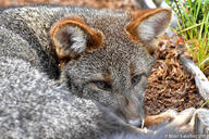 adult black_nose color curled darwin's_fox day eyes_open facing_towards gray_fur image lycalopex mouth_closed on_stomach orange_eyes outdoors partial_body photo single sunny wild // 1920x1280 // 645KB