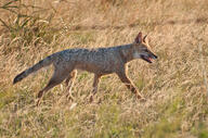 adult black_nose black_tail_tip day eyes_open facing_side full_body grass gray_fur lycalopex mouth_open orange_eyes pampas_fox panting red_fur single standing summer_coat sunny teeth tongue walking wild // 2693x1788 // 1.6MB