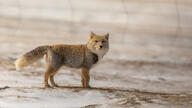 adult black_nose color eyes_open facing_towards full_body grass gray_fur image mouth_closed orange_eyes photo single snow standing staring sunny tan_fur tibetan_fox twilight vulpes walking white_fur white_tail_tip wild winter_coat // 2048x1152 // 509KB