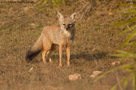 adult bengal_fox black_nose black_tail_tip color day desert eyes_open facing_towards image mouth_closed outdoors photo single standing summer_coat tan_fur vulpes wild // 1600x1066 // 741KB