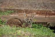 adult black_nose color day eyes_open facing_towards full_body grass gray_fur hoary_fox image lycalopex mouth_closed on_stomach orange_eyes outdoors photo single tan_fur wild // 2048x1365 // 617KB