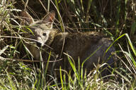 adult black_nose black_tail_tip day eyes_open facing_towards full_body grass gray_fur lycalopex mouth_closed orange_eyes pampas_fox red_fur single standing staring summer_coat sunny wild // 5184x3456 // 1.8MB