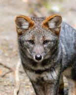 adult black_nose color darwin's_fox day eyes_open facing_towards gray_fur image lycalopex mouth_closed orange_eyes outdoors partial_body photo single standing staring sunny wild // 1638x2048 // 2.3MB