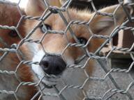 adult black_nose captivity close_up day eyes_open green_eyes image Maeshiro mouth_closed partial_body portrait red_fox red_fur single vulpes white_fur white_tail_tip zoo // 1200x900 // 145KB