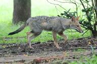 adult black_nose black_tail_tip color day eyes_open facing_side full_body grass gray_fur image lycalopex mouth_closed orange_eyes pampas_fox photo red_fur single standing summer_coat sunny walking wild // 4157x2771 // 2.5MB