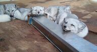 adult arctic_fox black_nose captivity curled day eyes_open facing_towards full_body image indoors mouth_closed multiple on_stomach orange_eyes sleeping summer_coat vulpes white_fur white_tail_tip // 1394x749 // 213KB