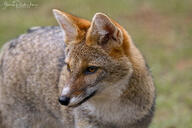 adult black_nose black_tail_tip color day eyes_open facing_side facing_towards grass gray_fur image lycalopex mouth_closed orange_eyes pampas_fox partial_body photo red_fur single standing staring summer_coat sunny wild // 3072x2048 // 1.9MB