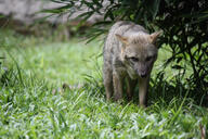 adult black_nose black_tail_tip color day eyes_open facing_towards full_body grass gray_fur image lycalopex mouth_closed orange_eyes pampas_fox photo red_fur single standing staring summer_coat sunny wild // 2304x1536 // 4.0MB