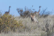 adult black_nose black_tail_tip day desert eyes_open facing_towards far_away full_body gray_fur lycalopex mouth_closed orange_eyes pampas_fox red_fur single standing staring summer_coat sunny wild // 600x400 // 198KB