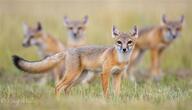 black_nose black_tail_tip color day eyes_open facing_side facing_towards full_body grass gray_fur image mouth_closed multiple orange_eyes photo sitting standing staring summer_coat swift_fox tan_fur vulpes white_fur wild young // 434x249 // 14KB