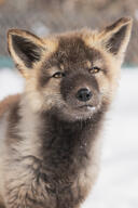 adult black_nose captivity color cross_fox day eyes_open facing_towards image Jyubei mouth_closed no_muzzle_mark orange_eyes partial_body photo portrait red_fox red_fur single snow standing vulpes winter_coat zoo // 2675x4013 // 4.0MB