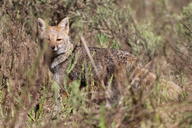 adult black_nose black_tail_tip day eyes_open facing_towards full_body grass gray_fur lycalopex mouth_closed orange_eyes pampas_fox red_fur single standing staring summer_coat sunny wild // 3627x2419 // 3.5MB