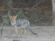 adult black_nose black_tail_tip color day eyes_open facing_towards forest full_body gray_fur image lycalopex mouth_closed orange_eyes pampas_fox photo red_fur single standing staring summer_coat sunny wild // 4608x3456 // 6.4MB