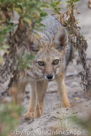 adult black_nose black_tail_tip day desert eyes_open facing_towards gray_fur lycalopex mouth_closed orange_eyes pampas_fox partial_body portrait red_fur single standing staring summer_coat sunny wild // 400x600 // 224KB