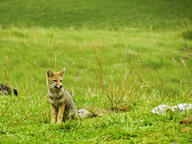 adult black_nose black_tail_tip day eyes_open facing_side facing_towards full_body grass gray_fur lycalopex mouth_closed orange_eyes pampas_fox red_fur single sitting staring summer_coat sunny wild // 3600x2700 // 6.0MB