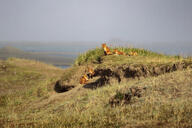 adult black_nose color day eyes_open far_away full_body grass image mouth_closed multiple orange_eyes outdoors photo red_fox red_fur sitting sunny vulpes white_fur white_tail_tip wild young // 3072x2051 // 1.3MB