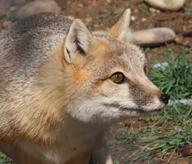 adult black_nose captivity color day eyes_open facing_side grass gray_fur image mouth_closed orange_eyes partial_body photo single snow standing staring swift_fox tan_fur vulpes white_fur winter_coat zoo // 1461x1249 // 326KB