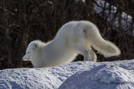 adult arctic_fox black_nose captivity day eyes_open facing_away full_body image mouth_closed orange_eyes outdoors single snow stretching sunny vulpes white_fur white_tail_tip winter_coat zoo // 3464x2309 // 5.0MB