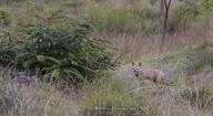 adult bengal_fox black_nose color day eyes_open facing_towards grass image mouth_closed outdoors photo single standing summer_coat tan_fur vulpes wild // 2048x1125 // 715KB