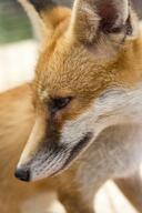 adult black_nose close_up day eyes_open facing_side large_muzzle_mark mouth_closed orange_eyes outdoors partial_body portrait red_fox red_fur single summer_coat vulpes white_fur white_tail_tip zoo // 3840x5760 // 3.6MB