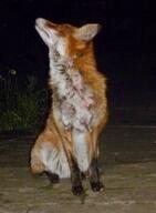 adult black_nose eyes_open facing_side facing_up full_body grass image mouth_closed muzzle_mark night orange_eyes red_fox red_fur single sitting urban vulpes white_fur wild winter_coat // 1960x2672 // 833KB