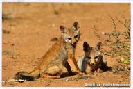 bengal_fox black_nose black_tail_tip color day desert eyes_open facing_towards image mouth_closed multiple outdoors photo sitting summer_coat tan_fur vulpes wild young // 2047x1361 // 1.1MB