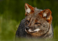 adult black_nose color darwin's_fox day eyes_open grass gray_fur image lycalopex mouth_closed orange_eyes outdoors partial_body photo portrait red_fur single standing wild // 2048x1463 // 572KB