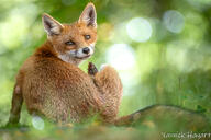 black_nose day eyes_open facing_towards forest full_body image mouth_closed orange_eyes outdoors red_fox red_fur scratching single sitting vulpes white_fur white_tail_tip wild young // 1200x800 // 669KB