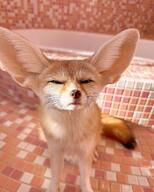 adult black_eyes black_nose black_tail_tip captivity close_up day eyes_open facing_towards fennec_fox full_body image indoors mouth_closed pet single squinting summer_coat sunny tan_fur vulpes zoo // 1080x1350 // 129KB