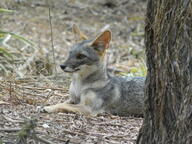 adult black_nose color day eyes_open facing_towards forest full_body gray_fur image lycalopex mouth_closed orange_eyes outdoors photo sechuran_fox single standing sunny white_fur wild // 2048x1536 // 892KB