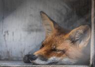 adult black_nose captivity color eyes_open facing_side facing_towards image mouth_closed muzzle_mark night on_side on_stomach orange_eyes partial_body photo red_fox red_fur single staring summer_coat sunny vulpes white_fur zoo // 2612x1866 // 4.9MB