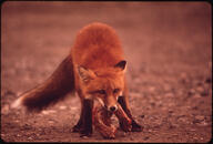 adult black_nose cloudy color day eating eyes_open facing_towards full_body image mouth_open muzzle_mark orange_eyes outdoors photo red_fox red_fur single standing vulpes white_tail_tip wild // 3000x2027 // 1.1MB