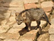 black_eyes black_nose cerdocyon color crab-eating_fox day eyes_open facing_towards full_body gray_fur image mouth_closed photo single standing sunny urban wild young // 1406x1068 // 987KB