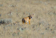 adult black_nose black_tail_tip color day eyes_open facing_towards far_away full_body grass gray_fur image mouth_closed orange_eyes photo single standing staring summer_coat swift_fox tan_fur vulpes white_fur wild // 3607x2425 // 735KB