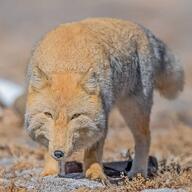 adult black_nose color day eyes_open facing_down full_body image mouth_closed orange_eyes outdoors photo single standing sunny tan_fur tibetan_fox vulpes wild // 1075x1075 // 160KB