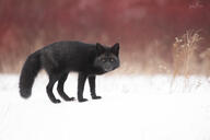 adult black_fur black_nose day eyes_open facing_towards full_body image melanistic mouth_closed orange_eyes outdoors red_fox single snow standing vulpes wild winter_coat // 6001x4000 // 3.3MB