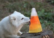 adult arctic_fox black_nose captivity cloudy day eating eyes_open facing_side image mouth_open orange_eyes partial_body portrait single tongue vulpes white_fur white_tail_tip winter_coat zoo // 1070x748 // 113KB