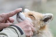 adult black_nose booping captivity close_up cloudy color day eyes_open facing_side facing_towards facing_up funny image mouth_open no_muzzle_mark orange_eyes partial_body petting photo portrait red_fox red_fur single teeth vulpes white_fur zoo // 4096x2731 // 847KB