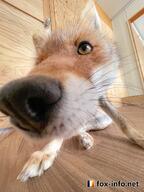 adult black_nose captivity close_up day eyes_open facing_towards image indoors macro mouth_closed no_muzzle_mark orange_eyes red_fox red_fur single sniffing standing summer_coat vulpes white_fur white_tail_tip zoo // 900x1200 // 179KB