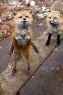 adult black_nose captivity day eyes_open facing_towards full_body image mouth_closed multiple muzzle_mark orange_eyes outdoors red_fox red_fur standing_biped summer_coat vulpes white_fur white_tail_tip zoo // 2731x4096 // 872KB