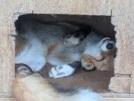 adult black_nose captivity color day eyes_closed facing_towards image indoors Maeshiro mouth_open on_back partial_body photo red_fox red_fur single sleeping teeth vulpes white_fur white_tail_tip zoo // 4080x3072 // 1.8MB