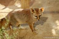 adult black_nose blanford's_fox captivity color day eyes_open facing_towards full_body image mouth_closed orange_eyes photo single standing sunny tan_fur vulpes winter_coat zoo // 2048x1365 // 675KB